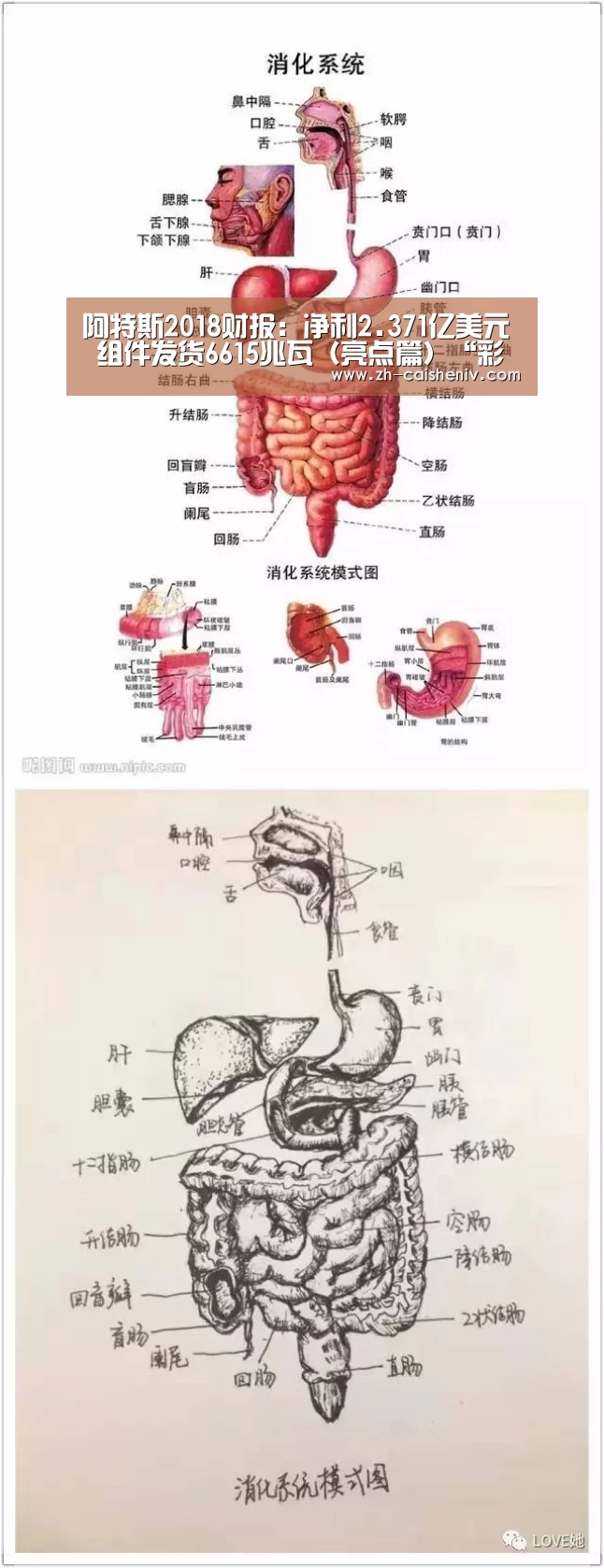 阿特斯2018财报:净利2.371亿美元 组件发货6615兆瓦(亮点篇)“彩神iv”(图3) 彩神iv